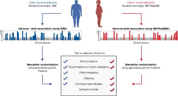 Genetic And Epigenetic Studies Of Adiposity And Cardiometabolic