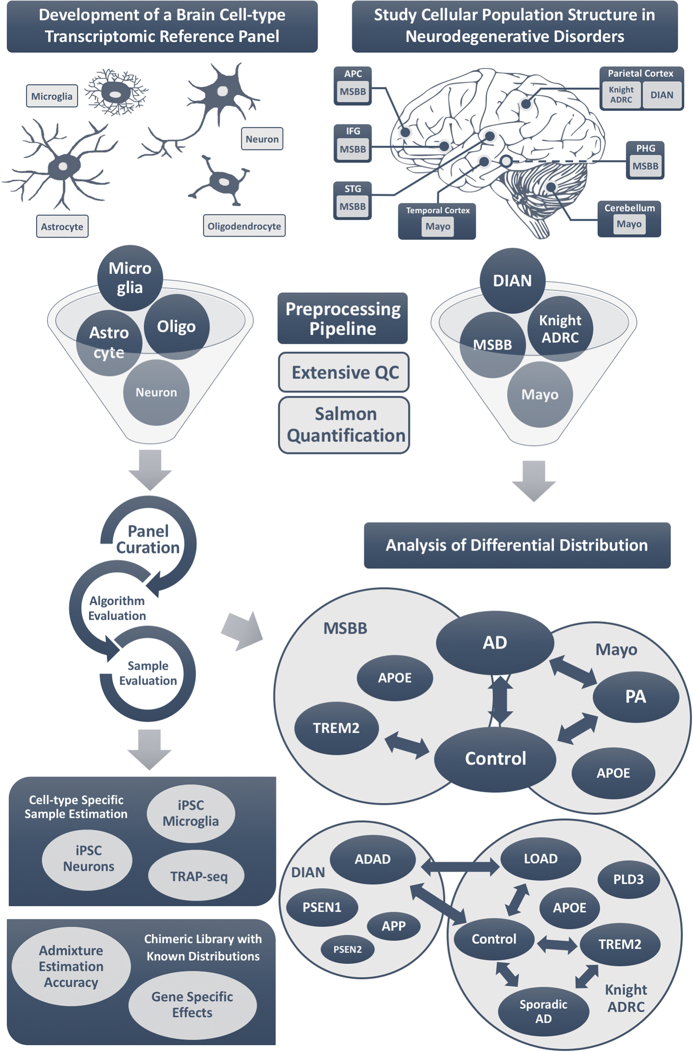 A Uconn Study Of How Human Brain Reads >> Genetic Variants Associated With Alzheimer S Disease Confer A Uconn Study Of How Human Brain Reads >> Genetic Variants Associated With Alzheimer S Disease Confer
