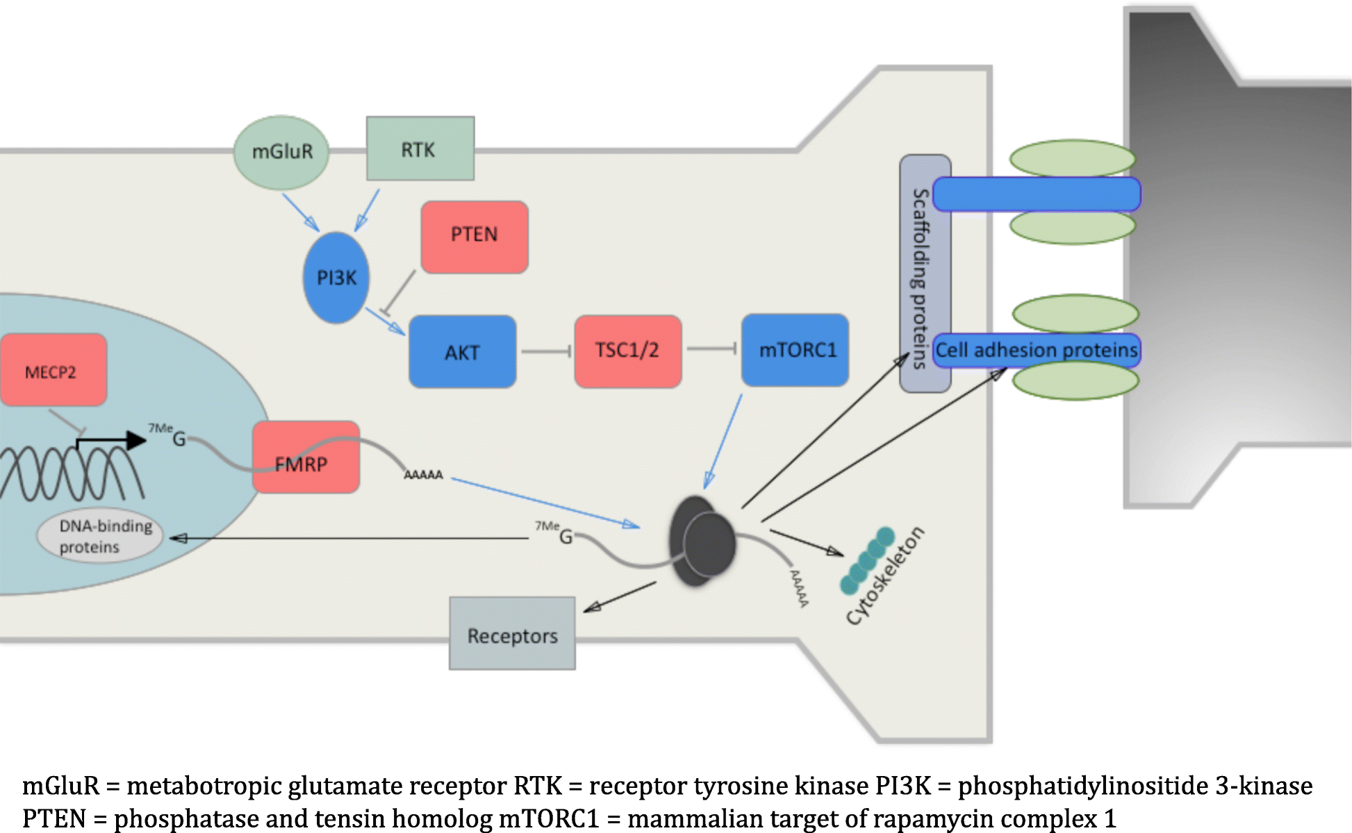 Study Pinpoints Autism Linked Protein >> Autism Spectrum Disorder Prospects For Treatment Using Gene Therapy Study Pinpoints Autism Linked Protein >> Autism Spectrum Disorder Prospects For Treatment Using Gene Therapy
