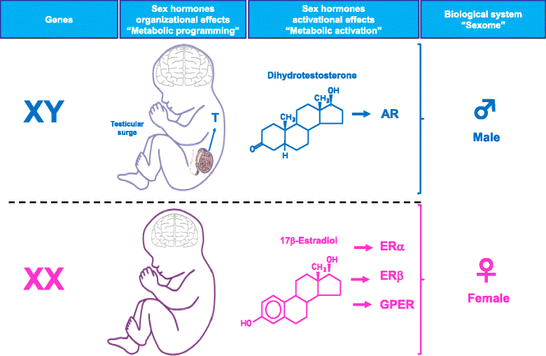 the influence of biological sex sexuality Gender and genetics genetic components of sex and gender humans are born with 46 chromosomes in 23 pairs the x and y chromosomes determine a person’s sex. the influence of biological sex sexuality Gender and genetics genetic components of sex and gender humans are born with 46 chromosomes in 23 pairs the x and y chromosomes determine a person’s sex.