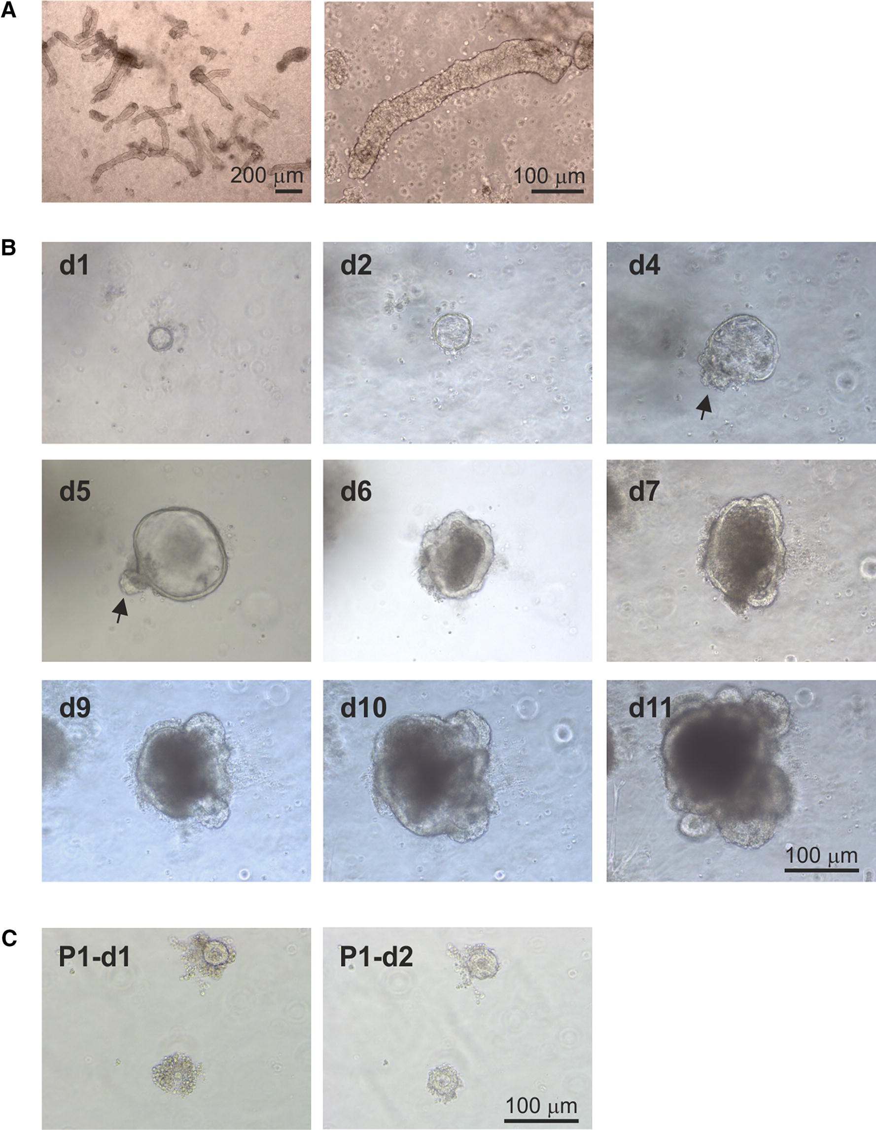 Development Of In Vitro Enteroids Derived From Bovine Small