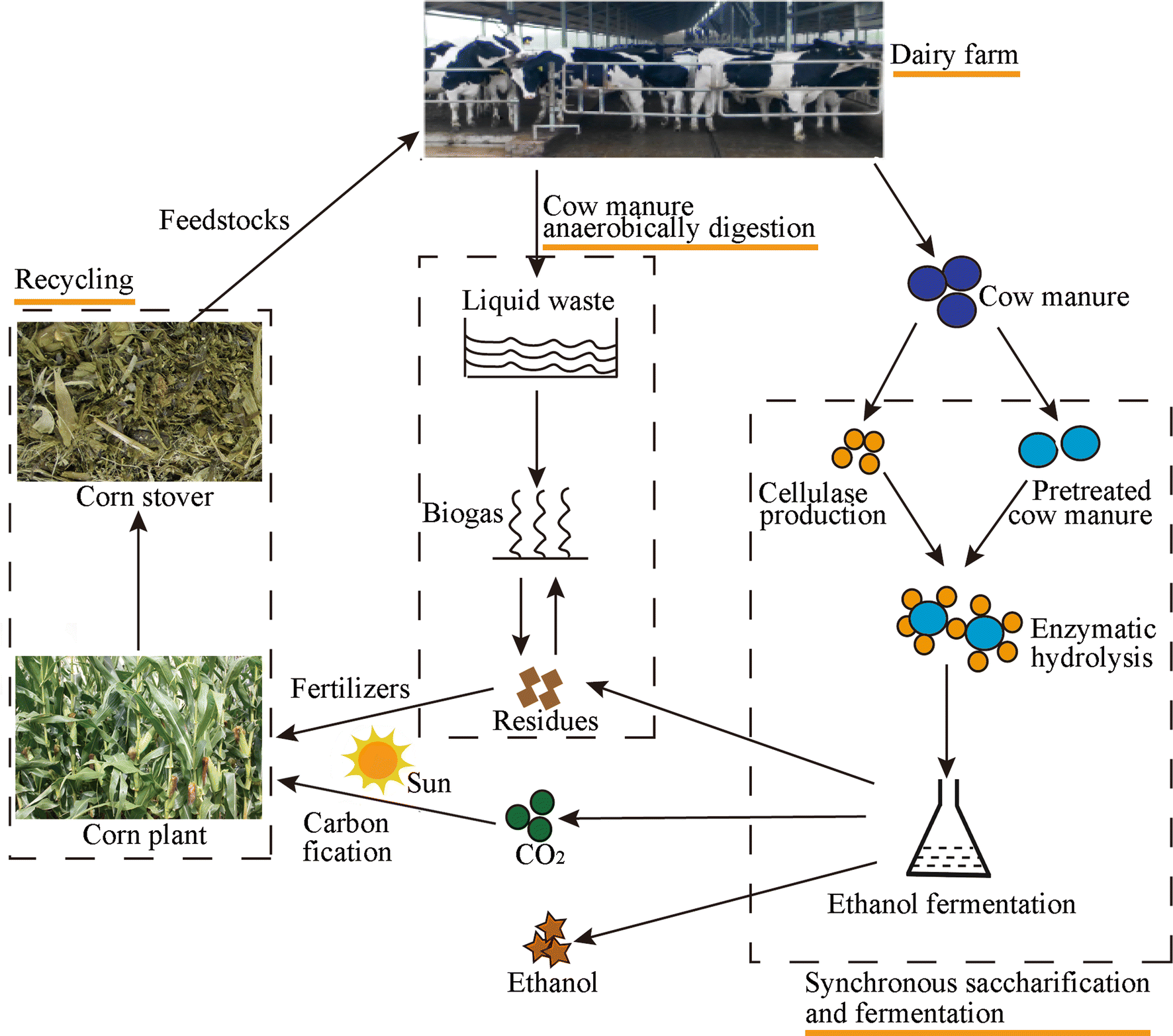 Cow Manure As A Lignocellulosic Substrate For Fungal Cellulase