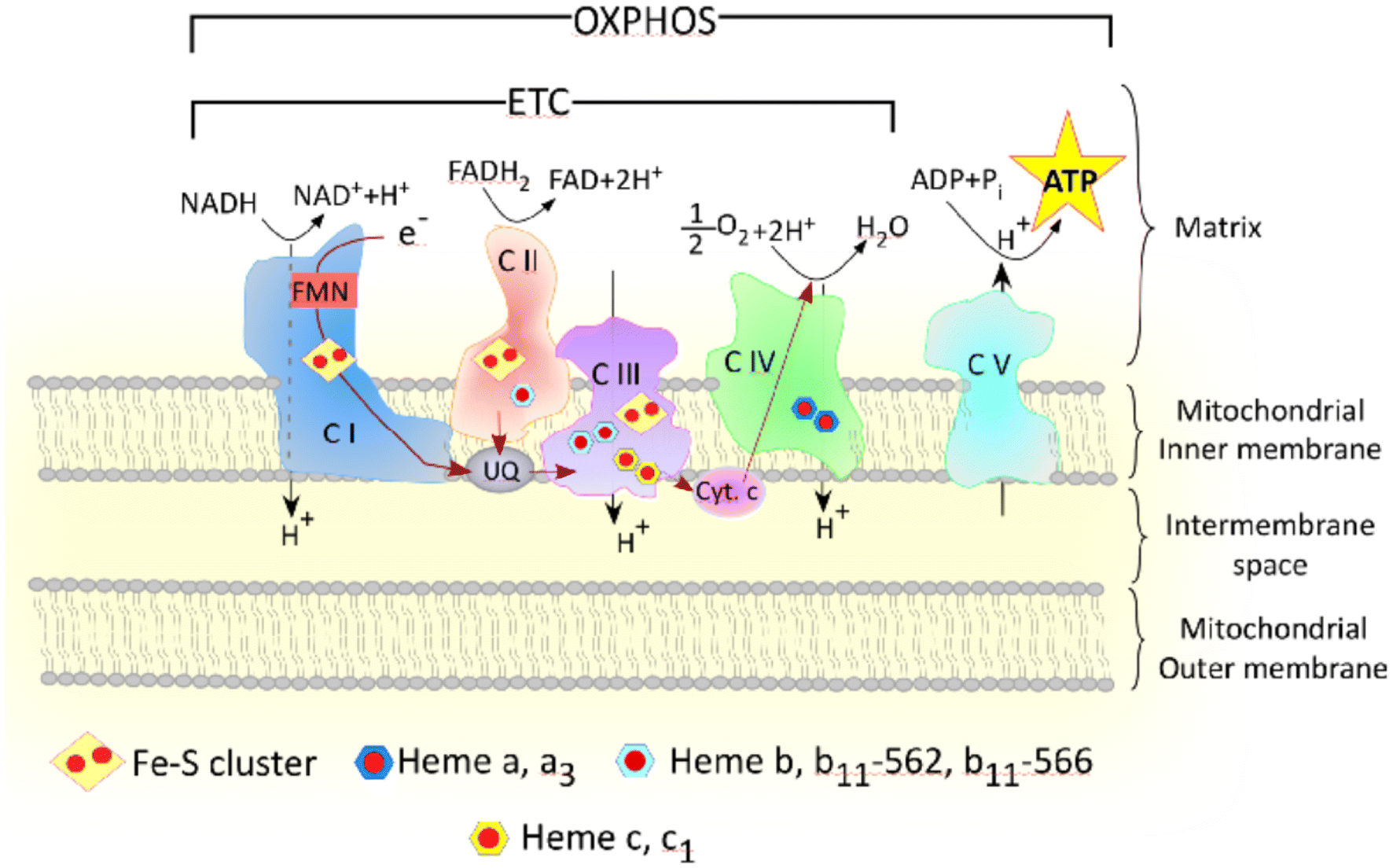 Essential roles of mitochondrial and heme function in lung cancer
