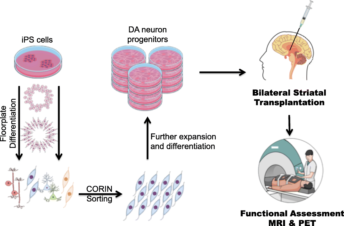Replacing What S Lost A New Era Of Stem Cell Therapy For Images, Photos, Reviews
