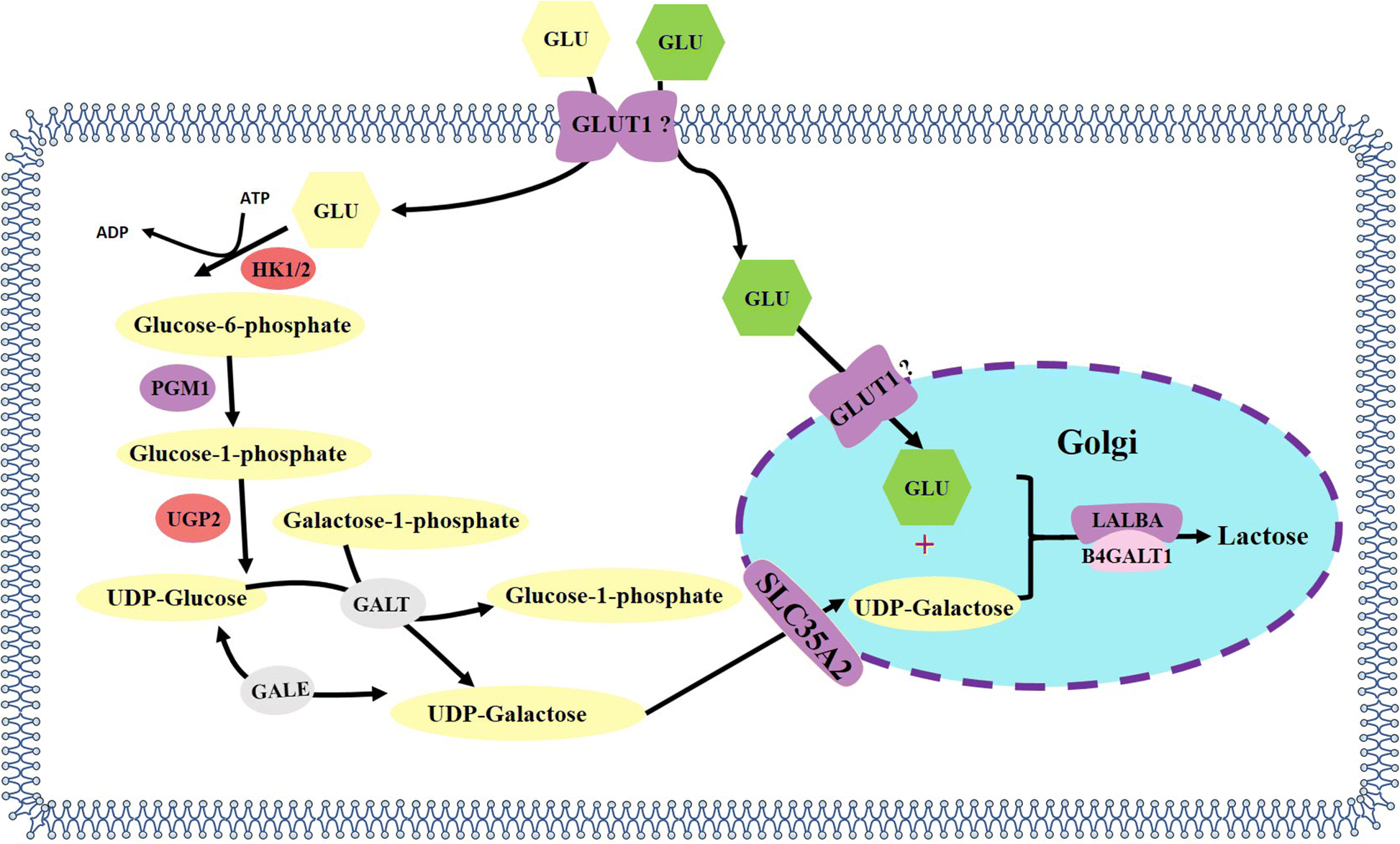 Recent progress of porcine milk components and mammary gland function