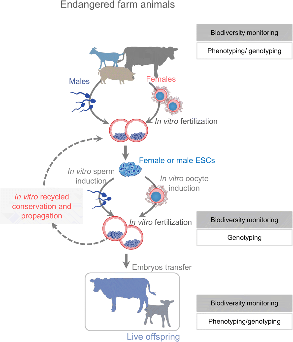 Revolutionize livestock breeding in the future: an animal embryo-stem ...