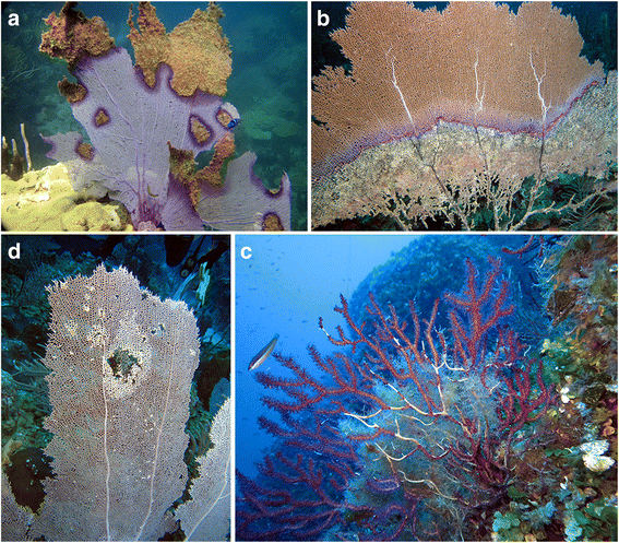 host microbe interactions in