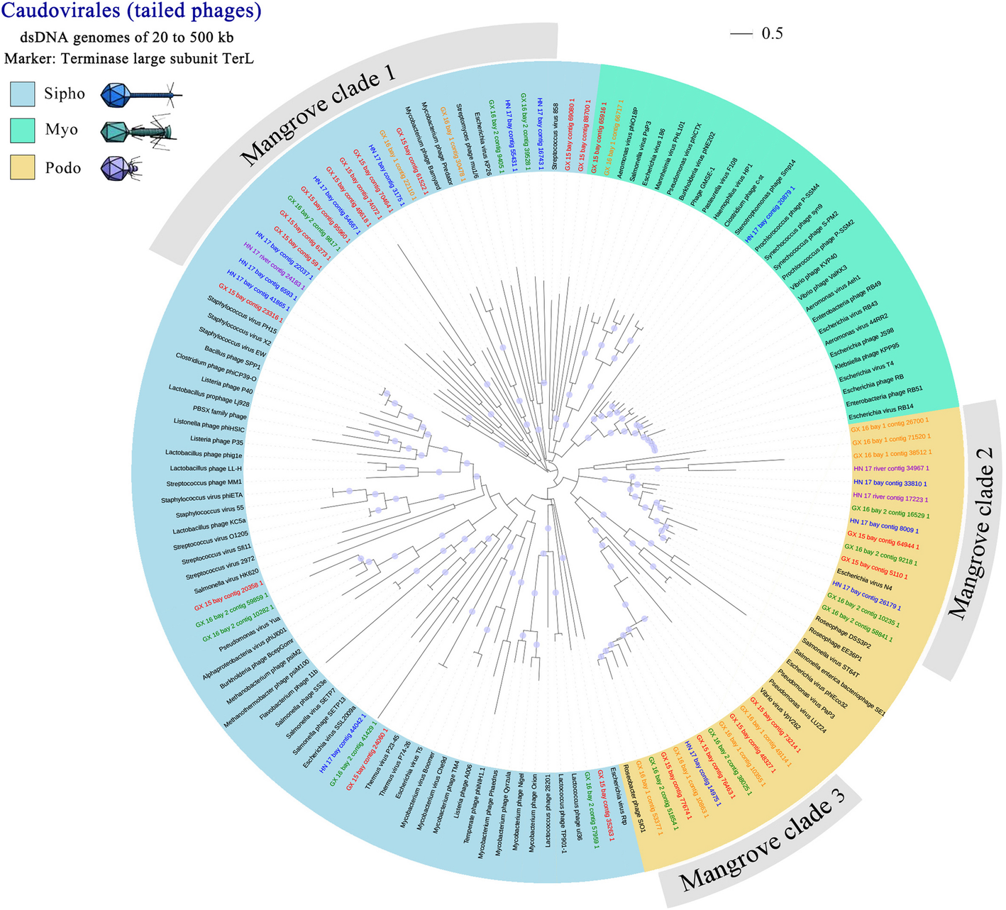 diversities and potential biogeochemical impacts of mangrove venn diagram prokaryotes and eukaryotes and viruses