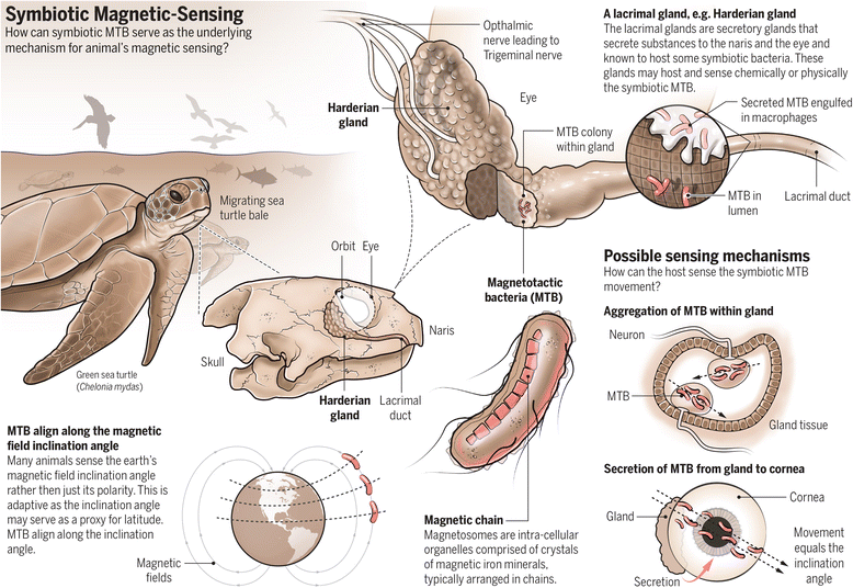 The Symbiotic Magnetic sensing Hypothesis Do Magnetotactic Bacteria