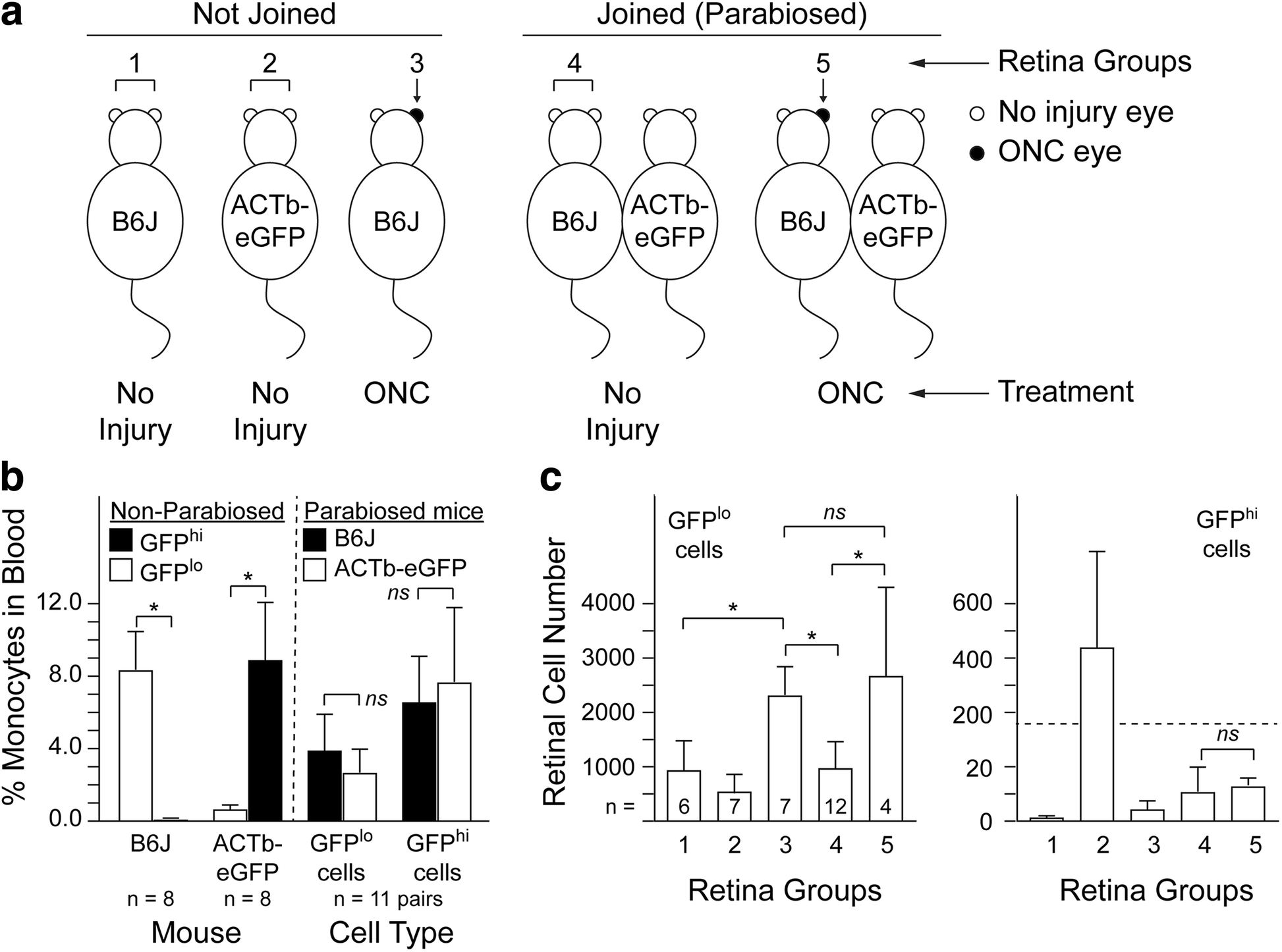 Optic Nerve As A Source Of Activated Retinal Microglia Post - 