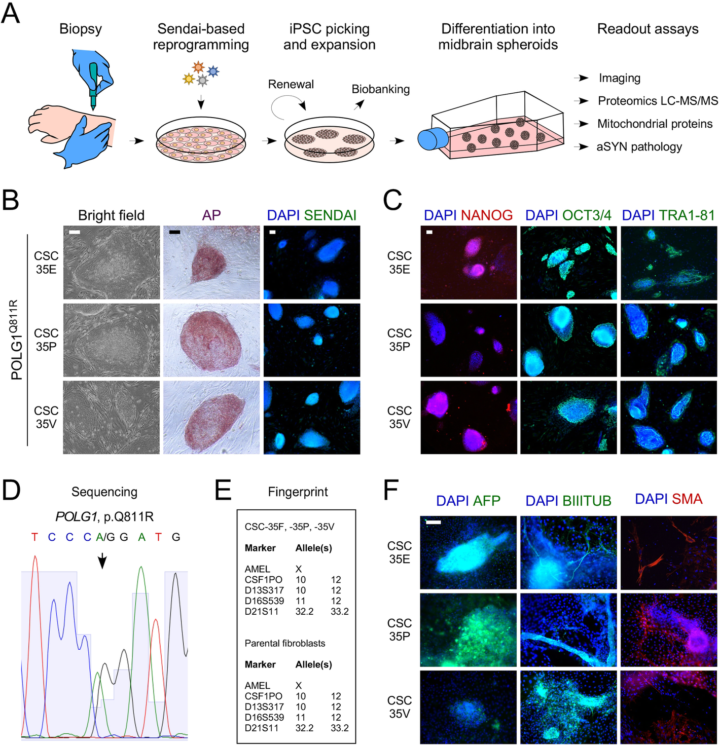 Cellular Alterations Identified In Pluripotent Stem Cell Derived