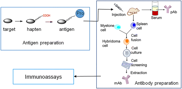 antibody production