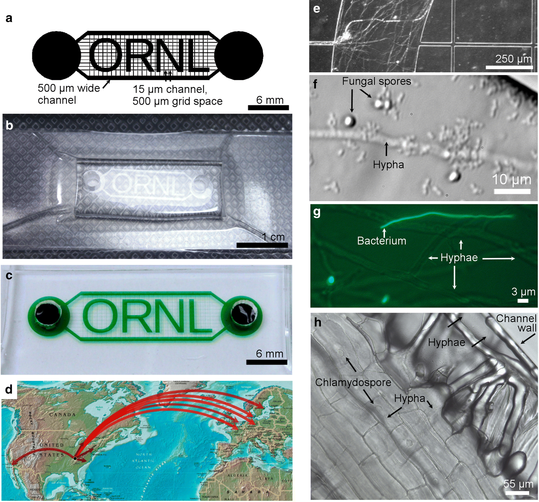 Increasing Access To Microfluidics For Studying Fungi And - 