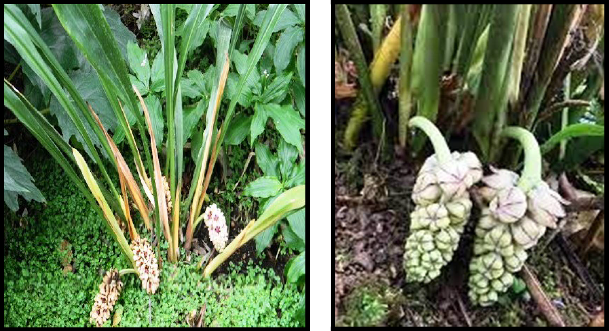 Tupistra Nutans:A comprehensive review of morphology, phytochemical  profile, and Pharmacological activity” | springermedizin.de