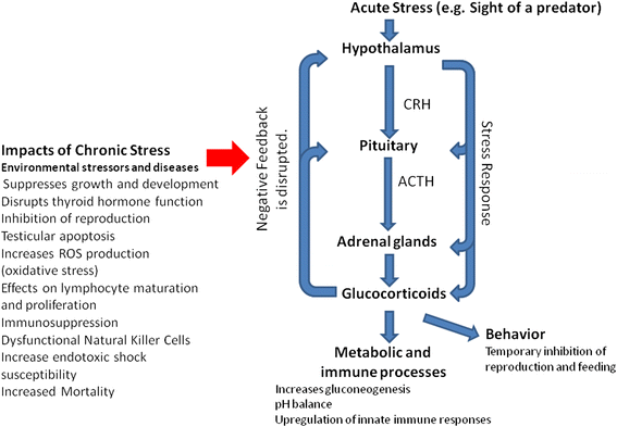 How Do Acute And Chronic Stress Impact >> Understanding The Dynamics Of Physiological Impacts Of Environmental How Do Acute And Chronic Stress Impact >> Understanding The Dynamics Of Physiological Impacts Of Environmental