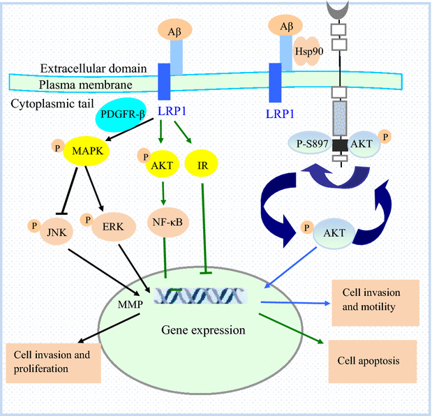 Roles of low-density lipoprotein receptor-related protein 1 in tumors ...