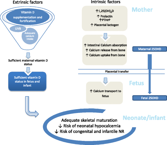 The Importance Of Vitamin D In Maternal And Child Health A