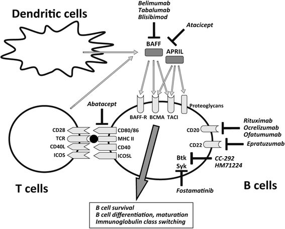 Baff And April Targeted Therapy In Systemic Autoimmune Diseases Open Image In New Window