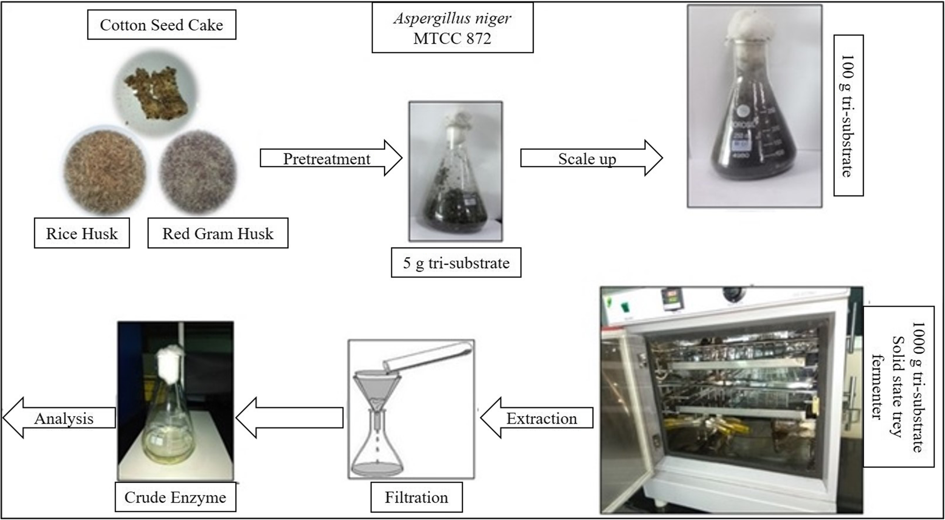 Production and optimization of lipase using Aspergillus niger MTCC 872