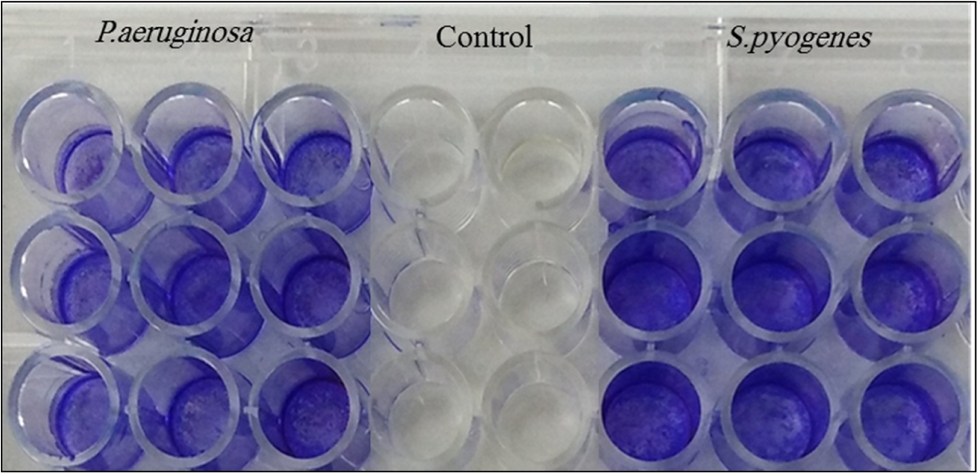Determination of optimum incubation time for formation of Pseudomonas