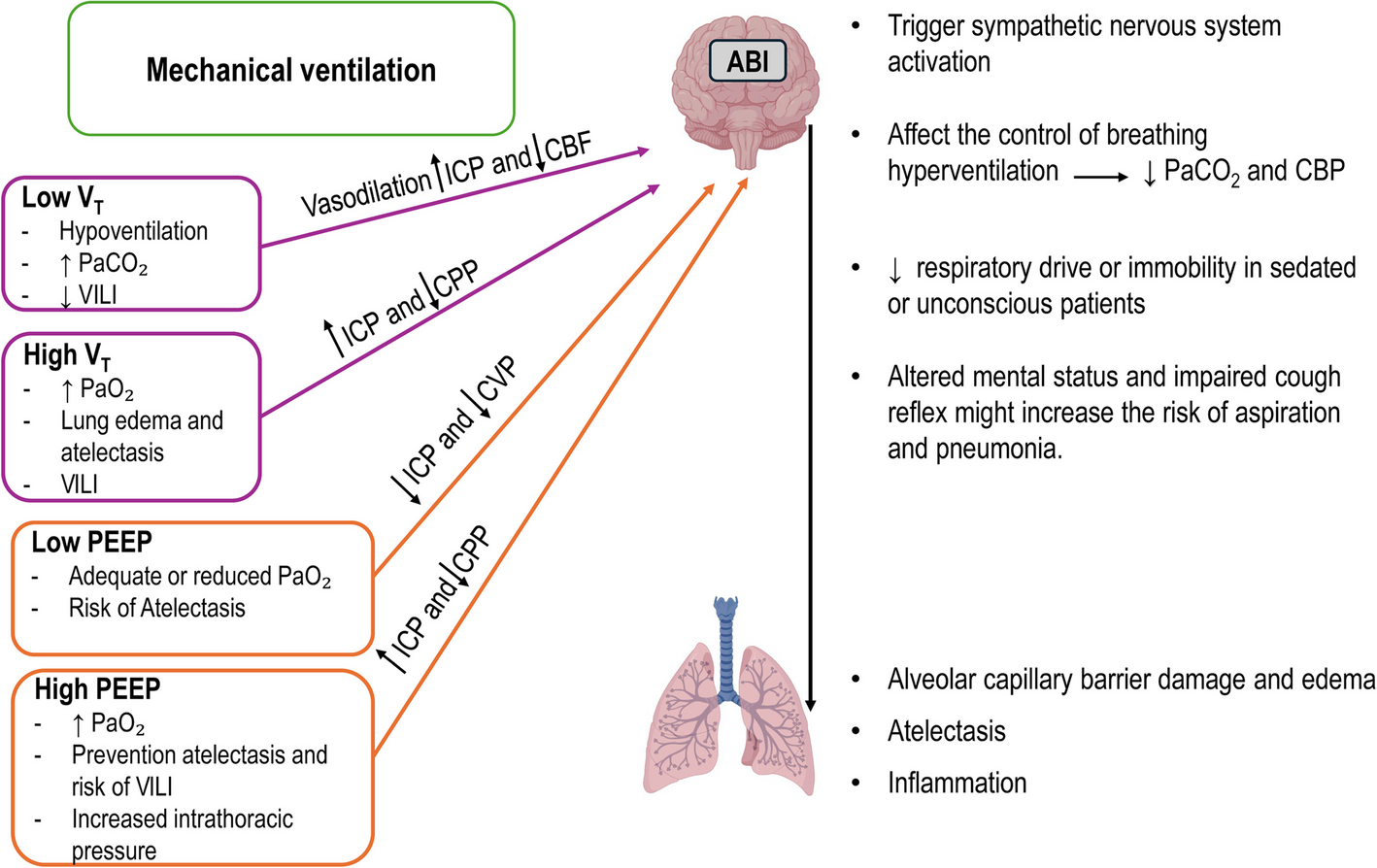 Bridging brain and lung: optimizing mechanical ventilation in acute ...