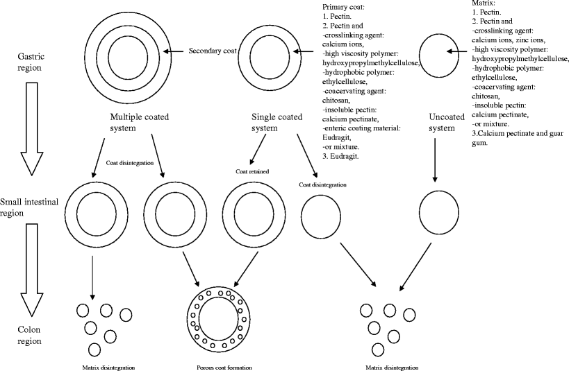 Pectin Matrix as Oral Drug Delivery Vehicle for Colon Cancer Treatment