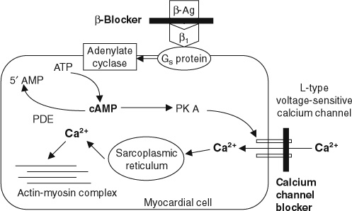 calcium channel blockers mechanism of action