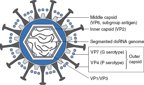 Rotavirus Infections and Vaccines | SpringerLink