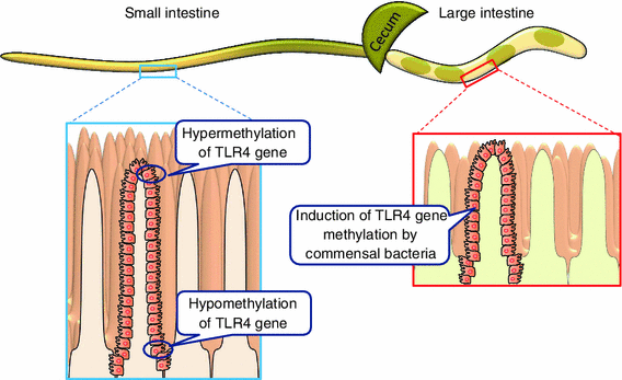 Influence of bacteria on epigenetic gene control | SpringerLink