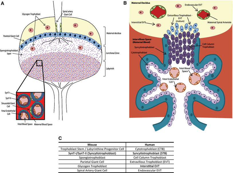 Signaling pathways in mouse and human trophoblast differentiation: a ...