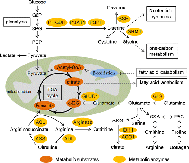 Reprogramming of glucose, fatty acid and amino acid metabolism for
