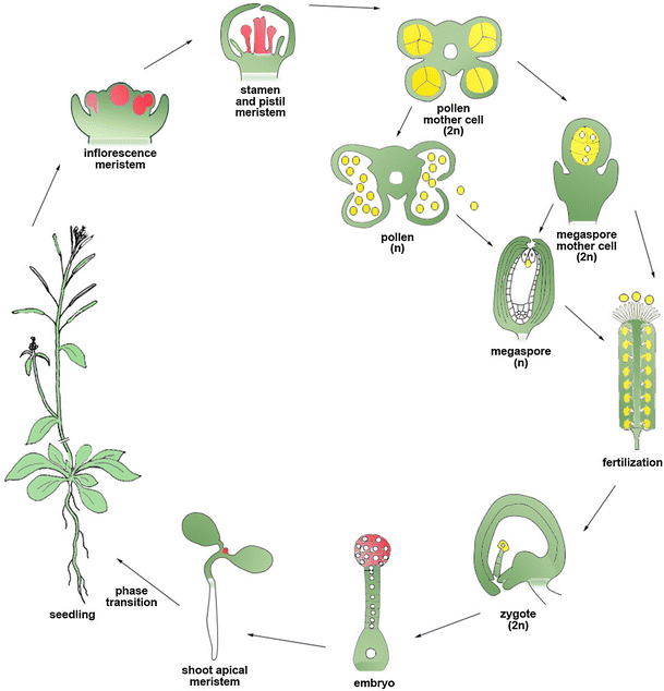 Heritability of targeted gene modifications induced by plant-optimized ...