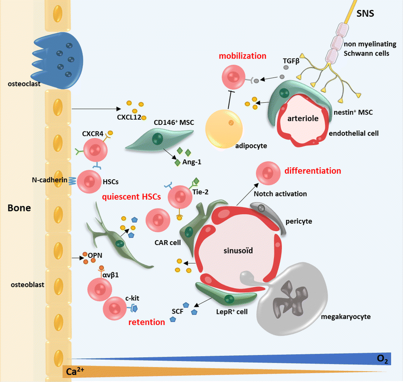 Role of the microenvironment in myeloid malignancies | SpringerLink