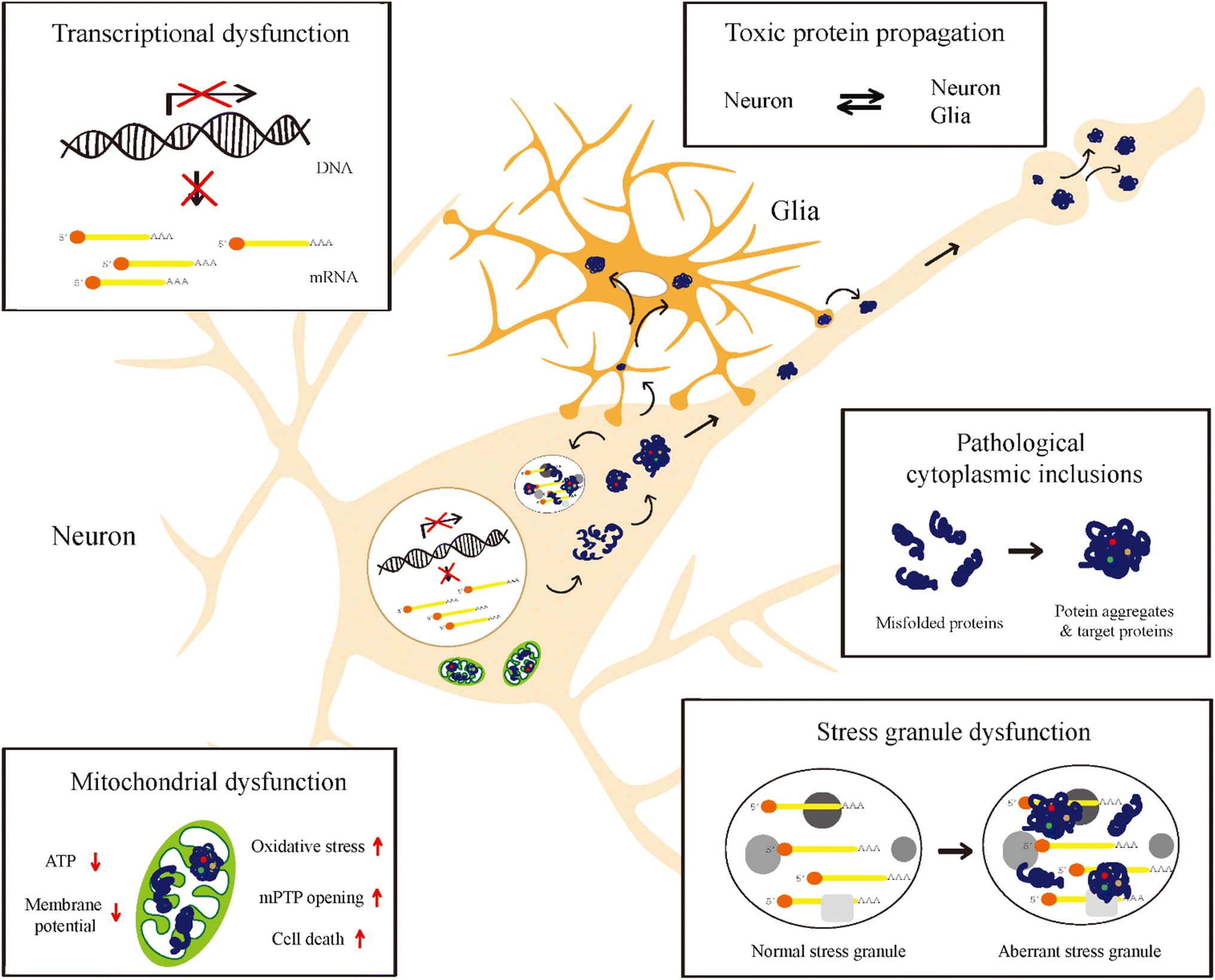 Mechanisms of protein toxicity in neurodegenerative diseases SpringerLink