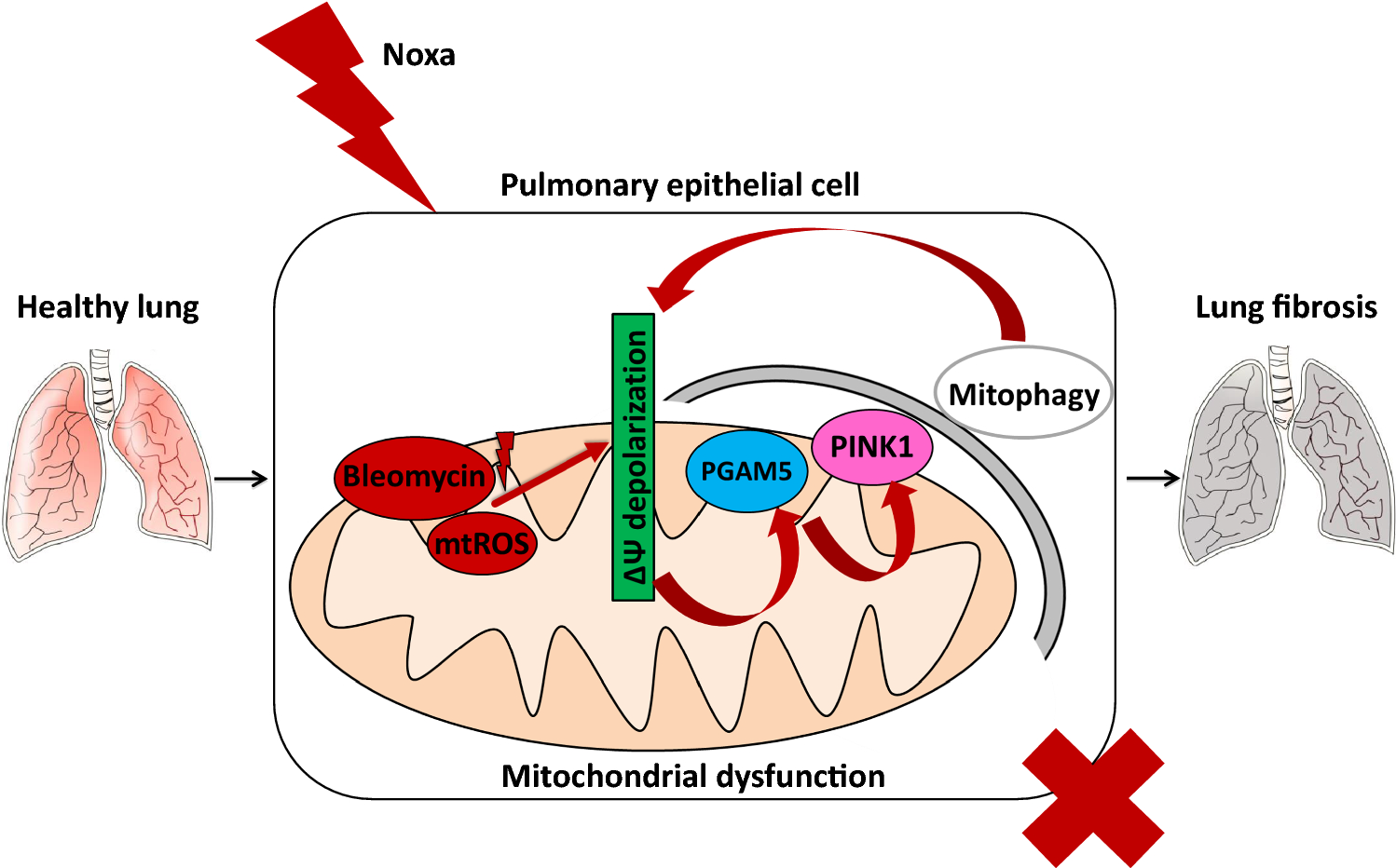 PGAM5 is a key driver of mitochondrial dysfunction in experimental lung