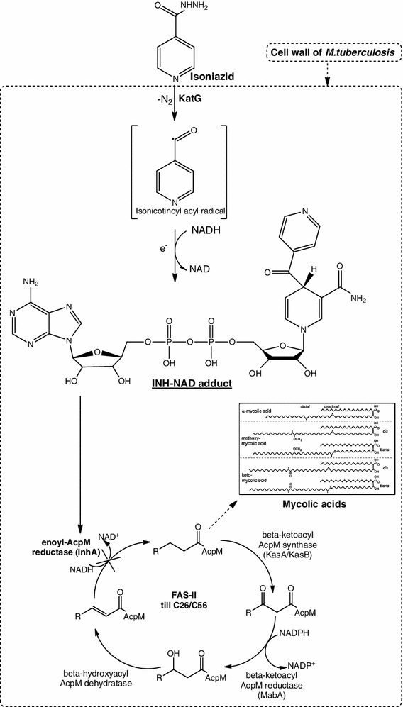 Cost ivermectin