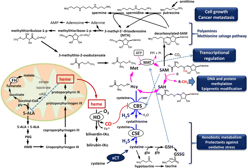 Carbon monoxide: impact on remethylation/transsulfuration metabolism ...