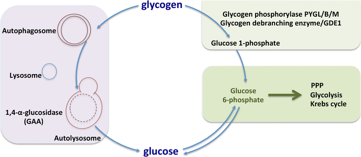 Glycogen metabolism has a key role in the cancer microenvironment and