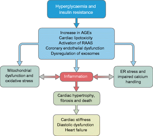 Diabetic Cardiomyopathy: A Hyperglycaemia- And Insulin-resistance ...