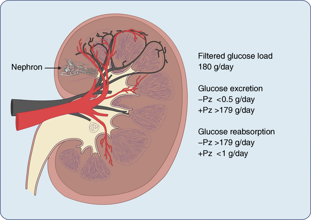 Physiology of renal glucose handling via SGLT1, SGLT2 and GLUT2