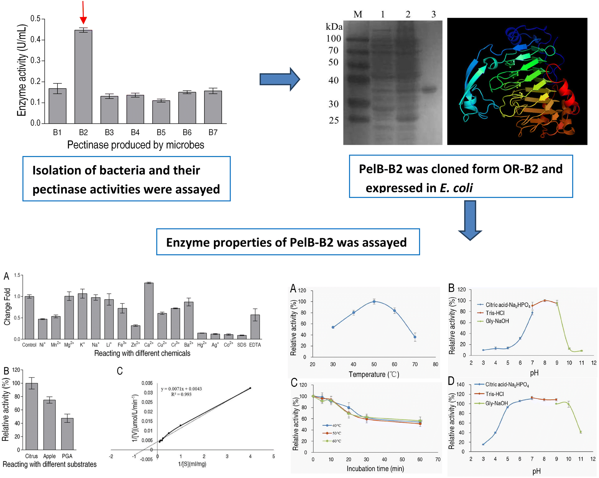 Archives of microbiology screening of pectinaseproducing bacteria