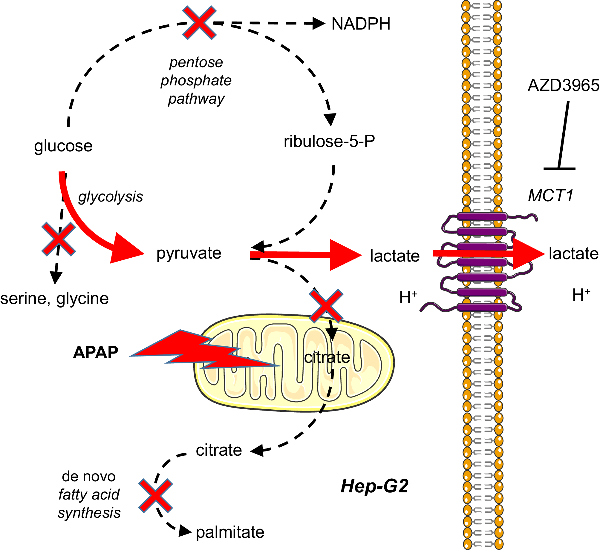 Acetaminophen cytotoxicity in HepG2 cells is associated with a ...