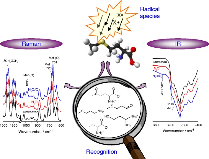 Combined Raman and IR spectroscopic study on the radical-based ...