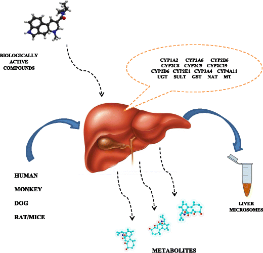 Study of invitro metabolism of selected antibiotic drugs in human liver microsomes by liquid