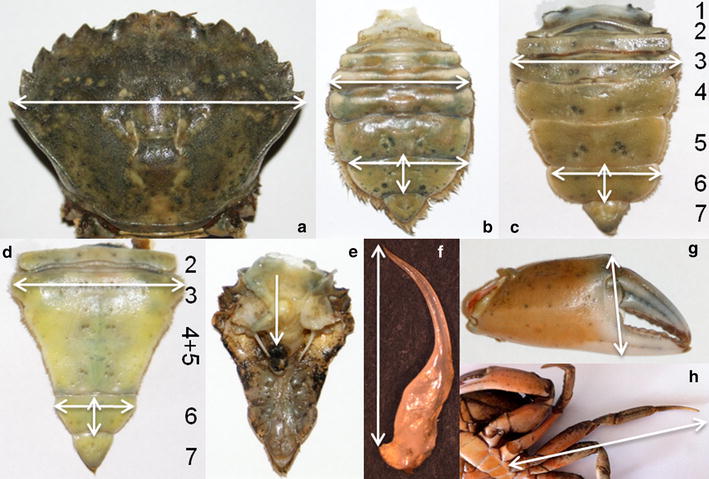 The selective advantage of host feminization: a case study of the green ...