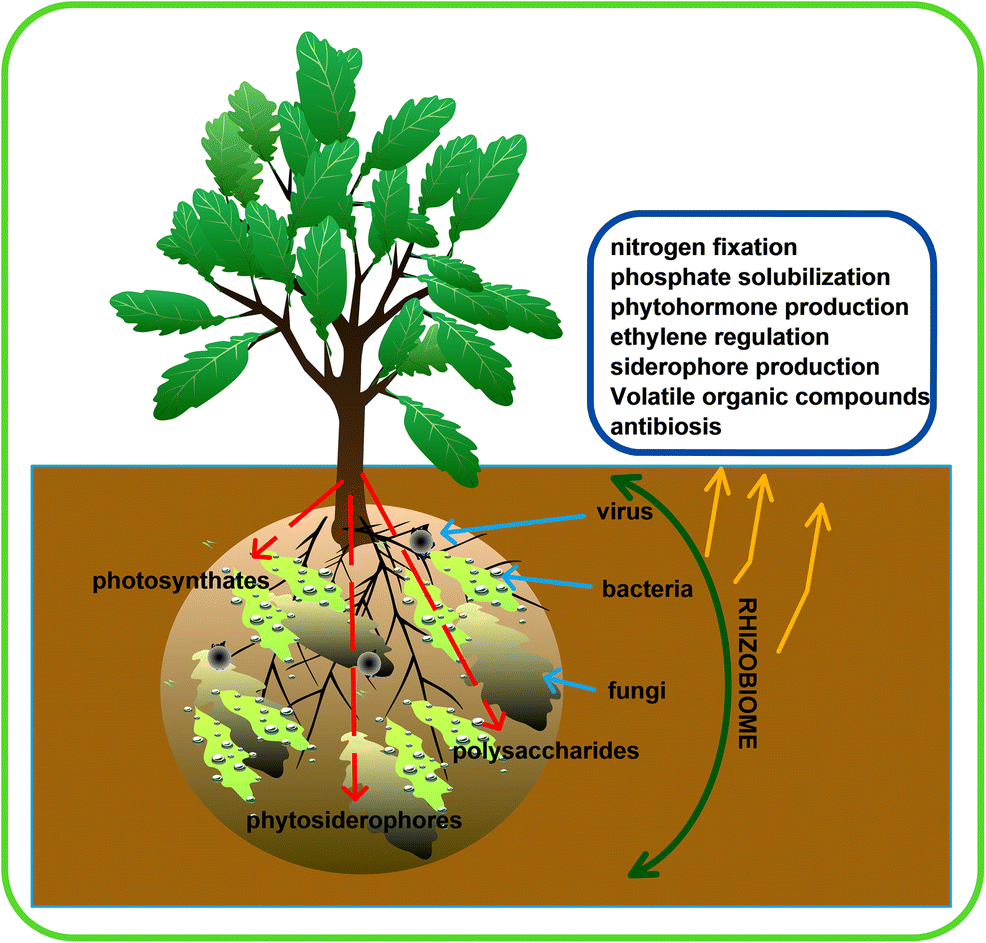 Plant health: feedback effect of root exudates-rhizobiome interactions ...