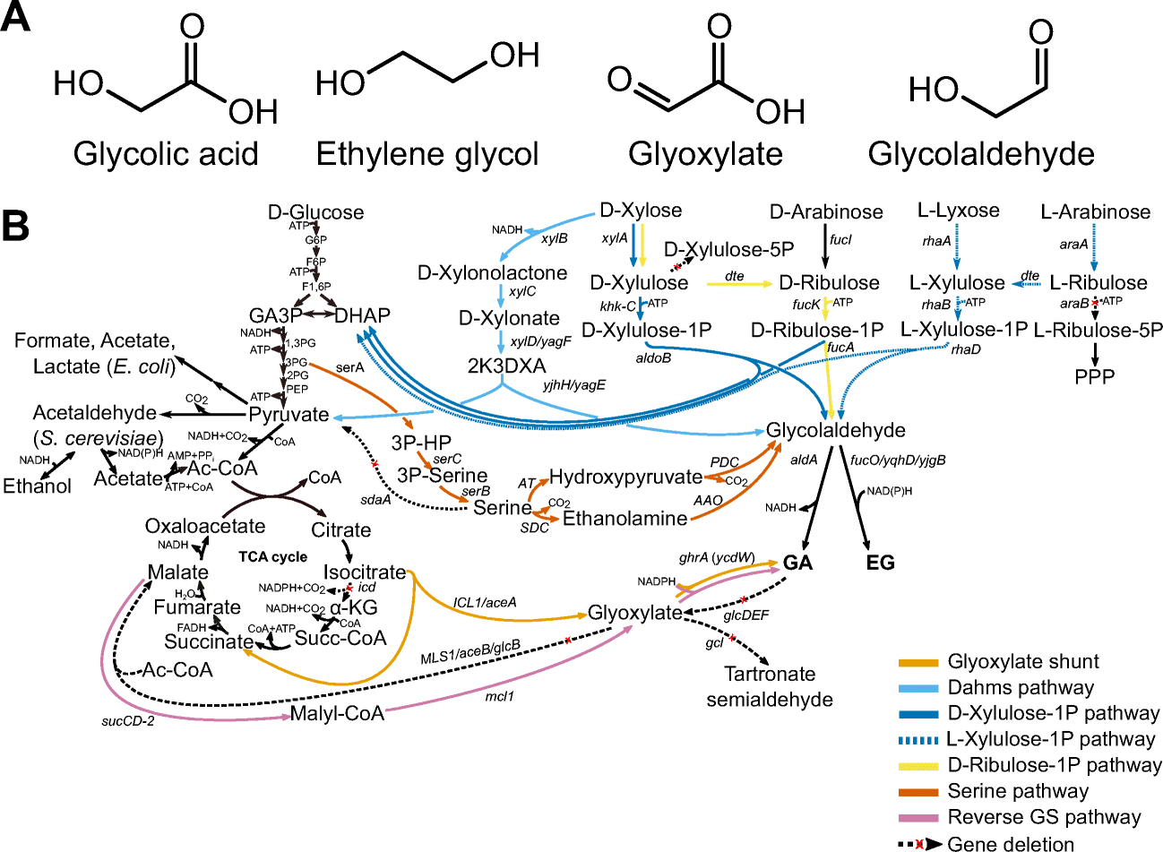 Biotechnological production of glycolic acid and ethylene ...