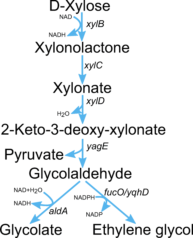 Biotechnological production of glycolic acid and ethylene glycol