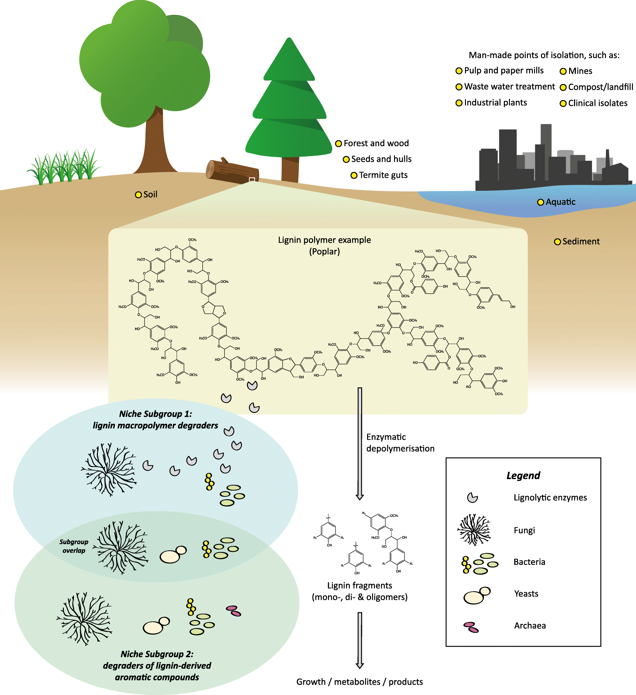 Mapping the diversity of microbial lignin catabolism experiences from