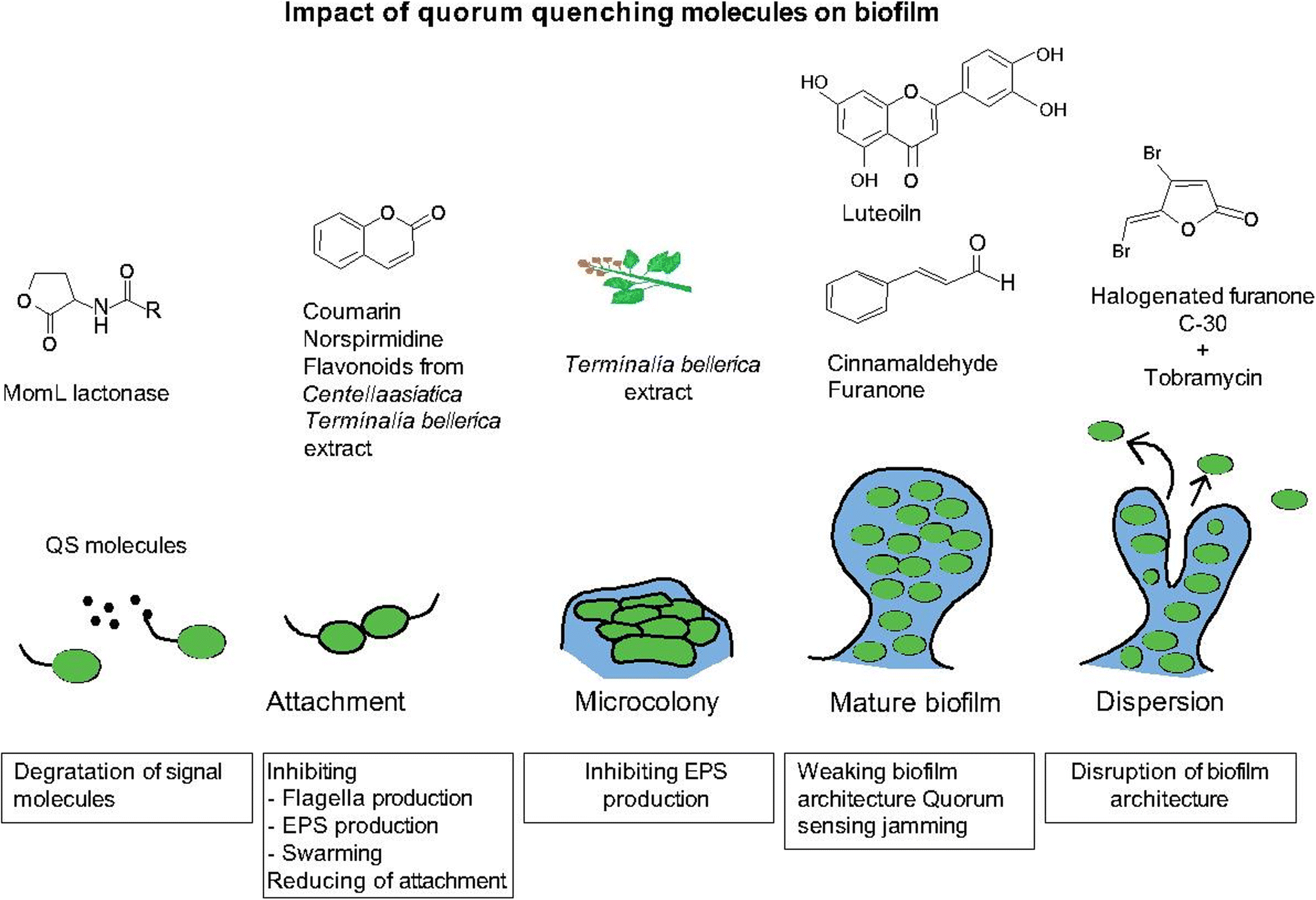 Prevention of biofilm formation by quorum quenching | SpringerLink